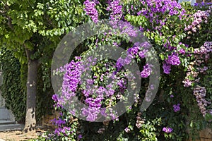 Bougainvillea flowers on the wall