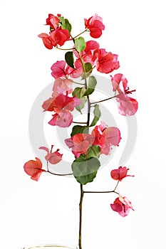 Bougainvillea flowers on a white background.