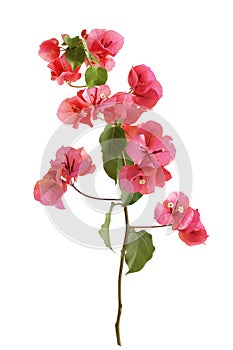 Bougainvillea flowers on a white background.