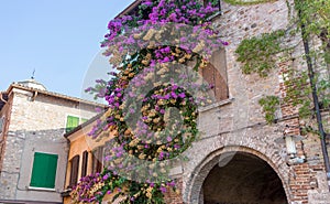 bougainvillea in front of a house in Sirmione