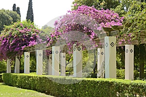 Bougainvillea in garden gallery