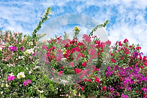 Bougainvillea in the Garden of Nations park in Torrevieja. Alicante, on the Costa Blanca. Spain.