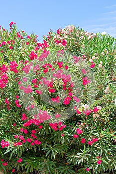 Bougainvillea in the Garden of Nations park in Torrevieja. Alicante, on the Costa Blanca. Spain.