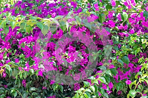 Bougainvillea in the Garden of Nations park in Torrevieja. Alicante, on the Costa Blanca. Spain.