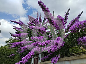 Bougainvillea genus Bougainvillea cultivated woody vines.