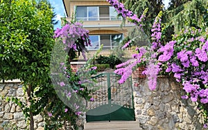 Bougainvillea genus Bougainvillea cultivated woody vines. House gate and stone fence, green trees.