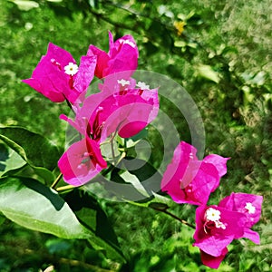 Bougainvillea glab necher flower
