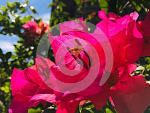 Bougainvillea glabra