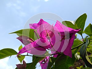 Bougainvillea Glabra and blue sky background