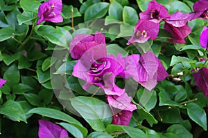 The Bougainvillea glabra Choisy bushes are a mass of flowers in spring