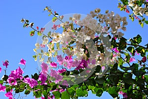 Bougainvillea  or paperflower,  white and fucsia flowers. Blue skies