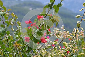 Bougainvillea glabra or paperflower, fucsia flowers