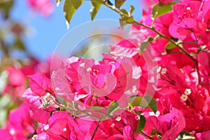 Bougainvillea  or paperflower, closeup fucsia flowers