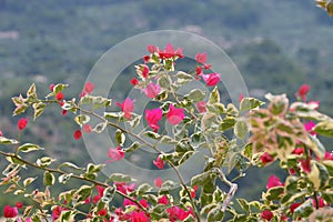 Bougainvillea glabra or paperflower, fucsia pink flowers