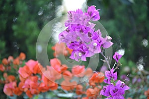 Bougainvillea glabra or paperflower, fucsia and red flowers. Bokeh effect