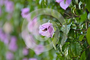 Bougainvillea glabra or paperflower, pink flowers bokeh effect