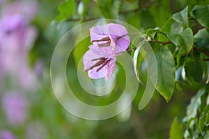 Bougainvillea glabra or paperflower, pink flowers bokeh effect