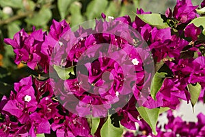 Bougainvillea Glabra Plant, Beautiful Flowers