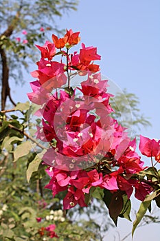 Bougainvillea glabra Red colour flowers