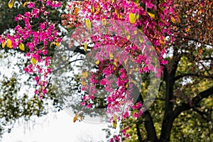 Bougainvillea glabraChoisy-Green spring