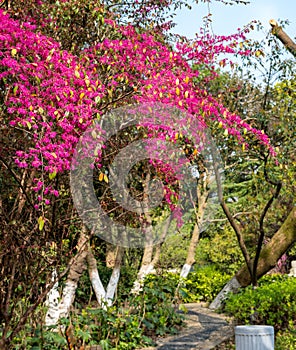 Bougainvillea glabraChoisy-Green spring