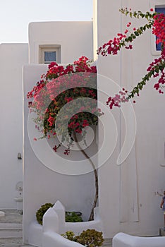 Bougainvillea in Greece