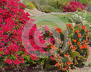 Bougainvillea has thorny ornamental vines and Prickly Pear Cactus Opuntia Cactaceae blooming in Glendale, Maricopa County, Arizo