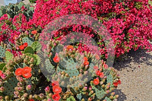 Bougainvillea has thorny ornamental vines and Prickly Pear Cactus Opuntia Cactaceae blooming in Glendale, Maricopa County, Arizo