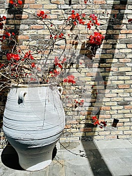 Bougainvillea. Hot red flowers in vase.