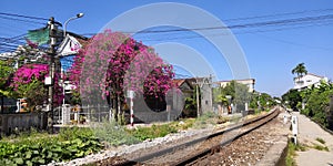 Bougainvillea Hue, Thua Thien Hue, Vietnam