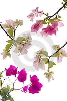 Bougainvillea isolate