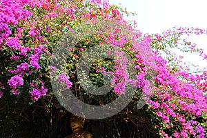 bougainvillea in luang prabang (laos)