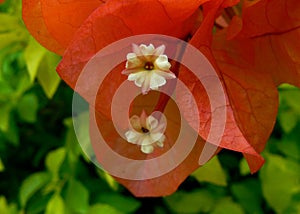 Bougainvillea macro