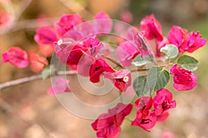 Bougainvillea Magnoliophyta flower close up