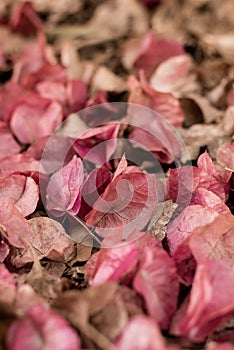 Bougainvillea Magnoliophyta flowers in the floor, background