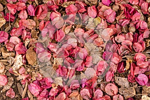 Bougainvillea Magnoliophyta flowers in the floor, background