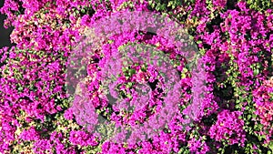 Bougainvillea mauve liane variety