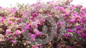 Bougainvillea mauve liane variety