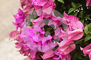 bougainvillea