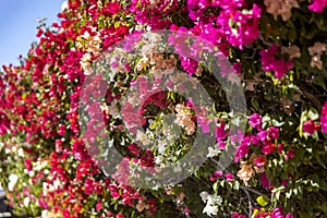 Bougainvillea mural which is a climbing plant that grows in caliphate and desert environments