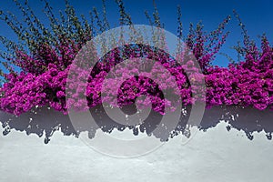 Bougainvillea in Obidos town, Portugal