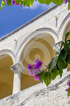 Bougainvillea in an old adriatic couryard