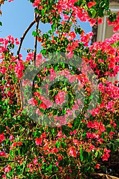 Bougainvillea ornamental bush with vivid color flowers against blue sky