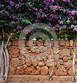 Bougainvillea Over Stone