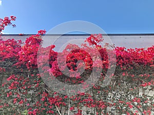 Bougainvillea overgrown the white wall, sky background.