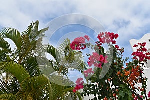 Bougainvillea and Palm Trees