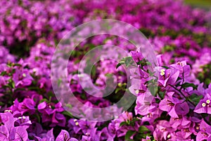 Bougainvillea paper flower