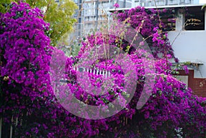 Bougainvillea paper flower in colorful color