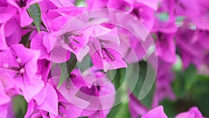 Bougainvillea paper flower stock footage HD