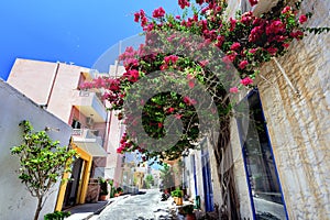 Bougainvillea paper flower on a stone wall of building